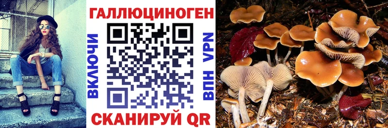 Псилоцибиновые грибы Psilocybine cubensis  Приморско-Ахтарск 